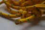 Anfibio Livlina