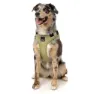 Fuzzyard Active Go Hundsele