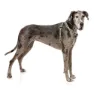 Fuzzyard Active Strap Hundsele