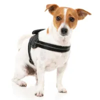 Fuzzyard Blackout Hundsele Fuzzyard Blackout Hundsele
