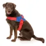 Fuzzyard Patriot Hundsele