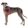 Fuzzyard Patriot Hundsele