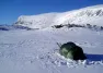 Hilleberg Nallo 3 GT Tält
