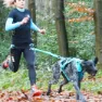 I-dog Canicross Canyon Alm Hundsele, Blue, One Size