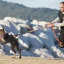 I-dog Canicross X-back Hundsele