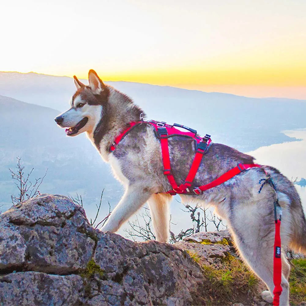 I-dog Confort Trek Hundsele