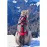 I-dog Confort Trek Hundsele