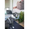 Kentucky Active Velvet Hundsele