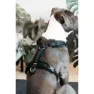 Kentucky Active Velvet Hundsele