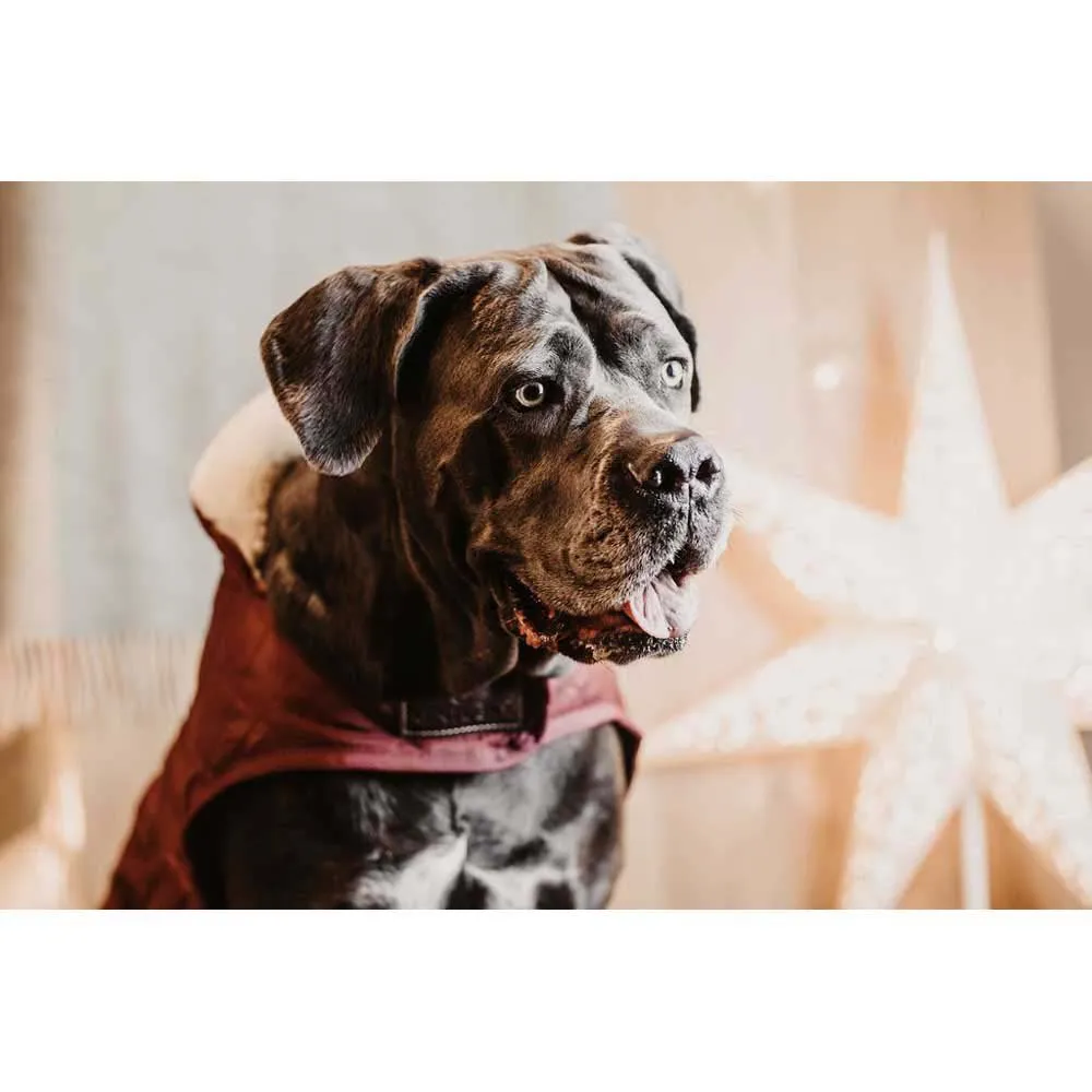 Kentucky Original Hundjacka