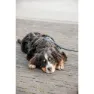 Kentucky Velvet Hundkoppel 20 Mm