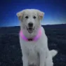 Nite Ize Nitehowl Mini Led Hundhalsband, Multicolor, One Size