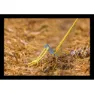 Nordisk V Peg Titan Stake, Silver, 16.5cm
