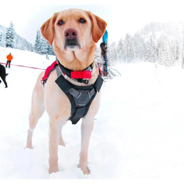 Ruffwear Bröstskydd För Hundselar, Twilight gray, L/XL Ruffwear Bröstskydd För Hundselar, Twilight gray, L/XL