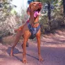 Ruffwear Bröstskydd För Hundselar, Twilight gray, L/XL