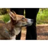 Ruffwear Crag Reflective Dog Collar