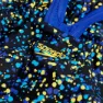Speedo Printed Medalist Baddräkt female, Black / cobalt pop / bolt / lemon drizzle, 5-6Y