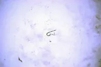 Sturmey Archer Paddle Spring SA Sprinter&AT-3 Sturmey Archer Paddle Spring SA Sprinter&AT-3