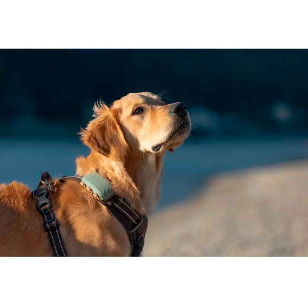 Tractive Dog Xl Gps-locator, Green, One Size