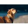 Tractive Dog Xl Gps-locator, Green, One Size