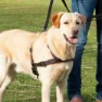 Trixie Lead N Walk Soft Hundsele, Black, L–XL